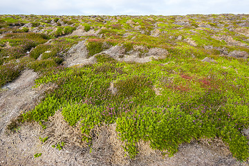 Image showing colorful heath vegetation