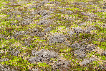 Image showing colorful heath vegetation