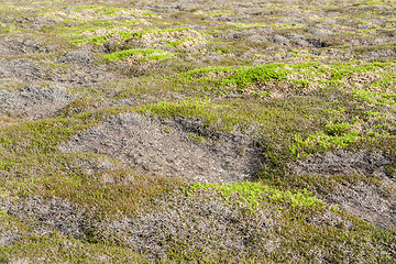 Image showing colorful heath vegetation