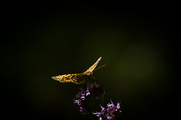 Image showing long wing