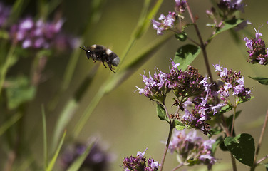 Image showing bumble bee in flight