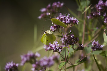 Image showing brimstone