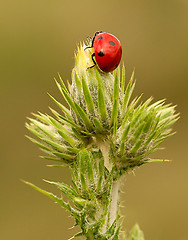 Image showing Ladybird