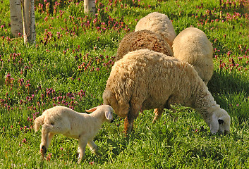 Image showing Sheeps