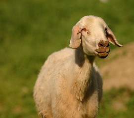 Image showing Sheep