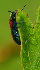 Image showing Bug