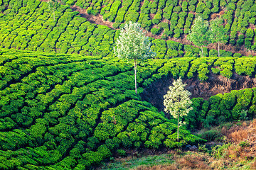 Image showing Green tea plantations