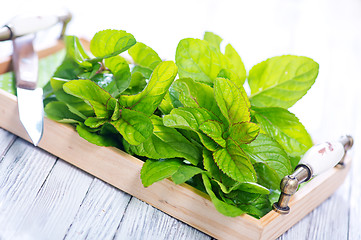 Image showing fresh mint