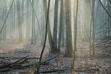 Image showing Beams of ligth over entering autumnal forest