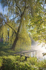 Image showing Old fishing platform under willow tree