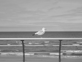 Image showing Seagull bird animal