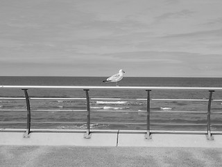 Image showing Seagull bird animal