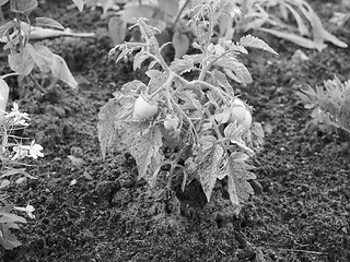 Image showing Tomato plant with green tomatoes in black and white