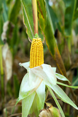 Image showing mature corn crop