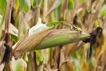 Image showing ripe corn, autumn