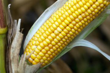 Image showing field with mature corn