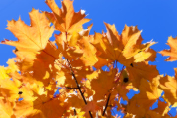 Image showing autumn in the park