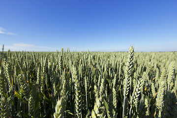 Image showing agricultural field wheat