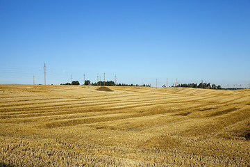 Image showing agricultural field with cereal