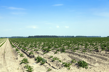 Image showing Agriculture, potato field