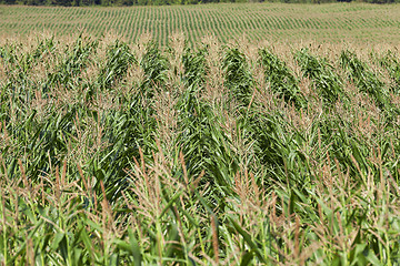 Image showing Field with corn