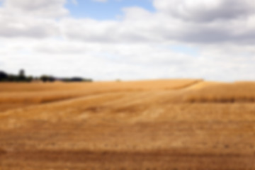 Image showing ripe wheat crop