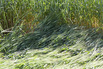 Image showing destruction of green cereals