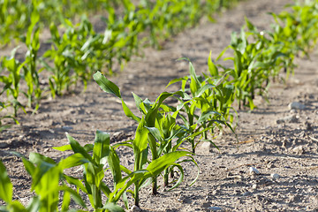 Image showing Field with corn