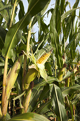 Image showing Field with corn