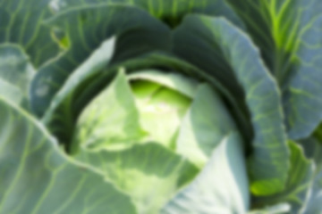 Image showing green cabbage with drops