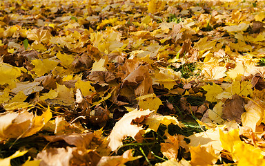 Image showing yellowed foliage close up