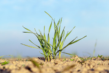 Image showing young grass plants, close-up