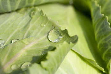 Image showing green cabbage with drops