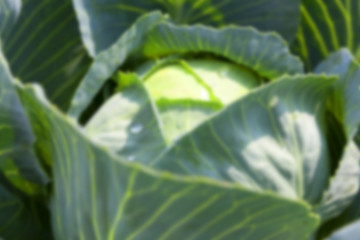 Image showing green cabbage with drops