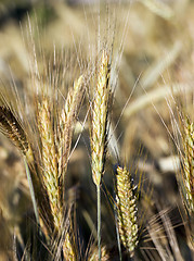 Image showing farm field cereals