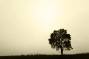 Image showing tree in the field, autumn