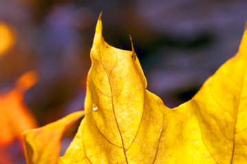 Image showing autumn in the park