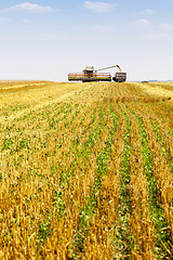 Image showing Harvester in the field