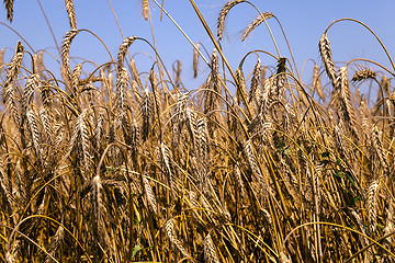 Image showing ripe yellow cereals