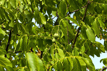 Image showing unripe green walnuts