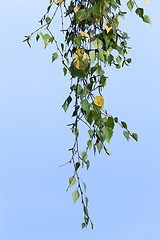 Image showing autumn in the park