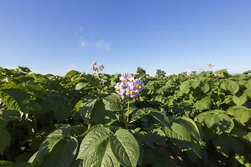 Image showing Agriculture, potato field