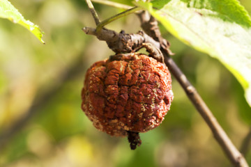 Image showing Apple on a branch