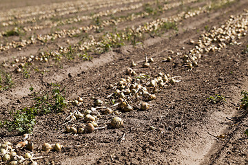 Image showing Harvesting onion field