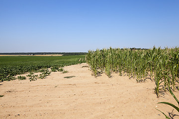 Image showing Corn field, summer