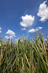 Image showing Corn field, summer