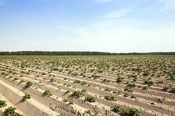 Image showing Field with potato