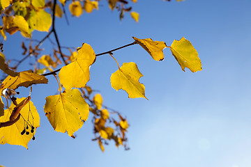 Image showing autumn in the park