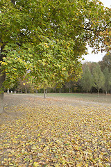 Image showing autumn in the park