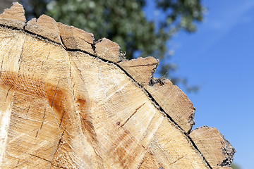 Image showing cut down a tree, close-up